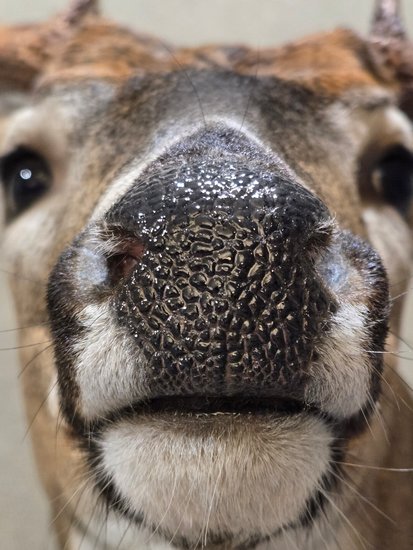 Macro detail of a whitetail deer mount's nose