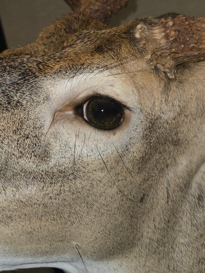 Macro detail of a whitetail deer mount's eye
