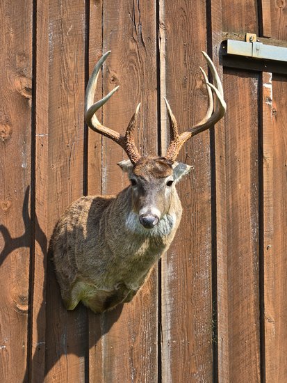 Extreme close-up of a whitetail deer mount's glass eye