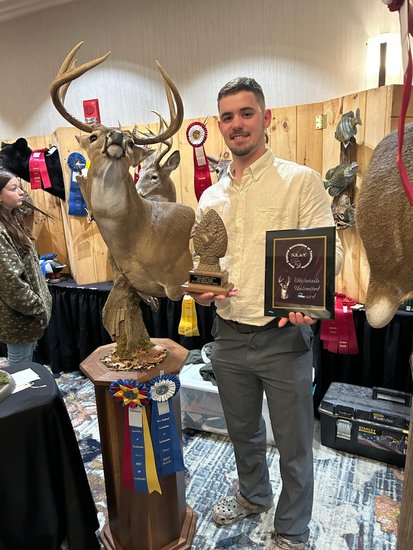 Red fox mount judged at a taxidermy competition
