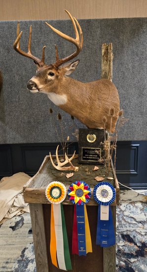 First place whitetail buck mount with competition ribbon