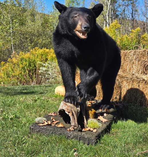 Life-size black bear mount walking across a log base