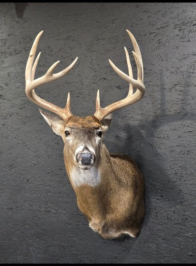 Whitetail buck shoulder mount on a gray wall