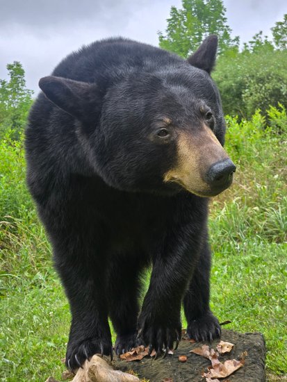 Black bear mount looking upward in a natural outdoor setting