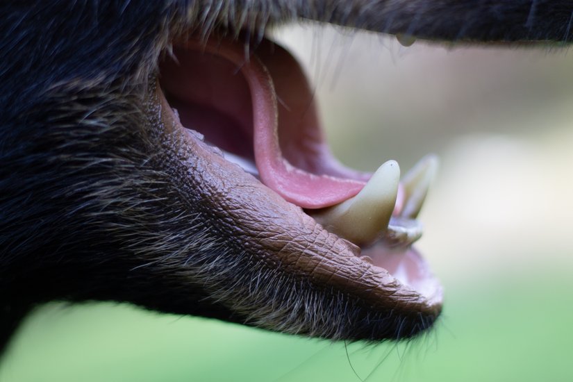 Close-up detail of a black bear mount's teeth and open mouth