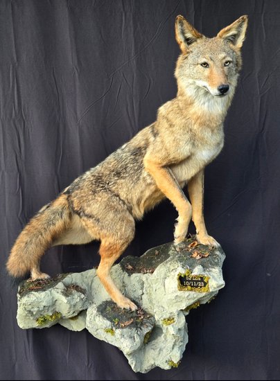 Full-body coyote mount standing on a rock ledge