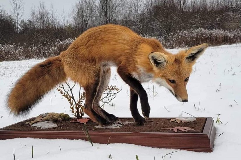 Red fox mount posed in fresh snow