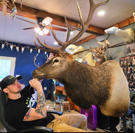 Taxidermist hand-painting the details of an elk mount