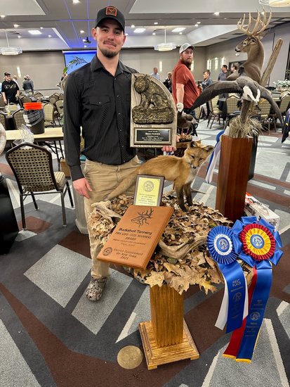 Taxidermist with a red fox mount and pro life-size mammal award