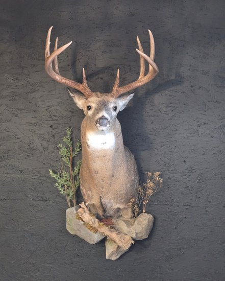 Whitetail buck shoulder mount with natural cedar and grasses